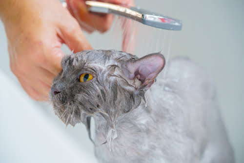 Heatstroke in Dogs and Cats
