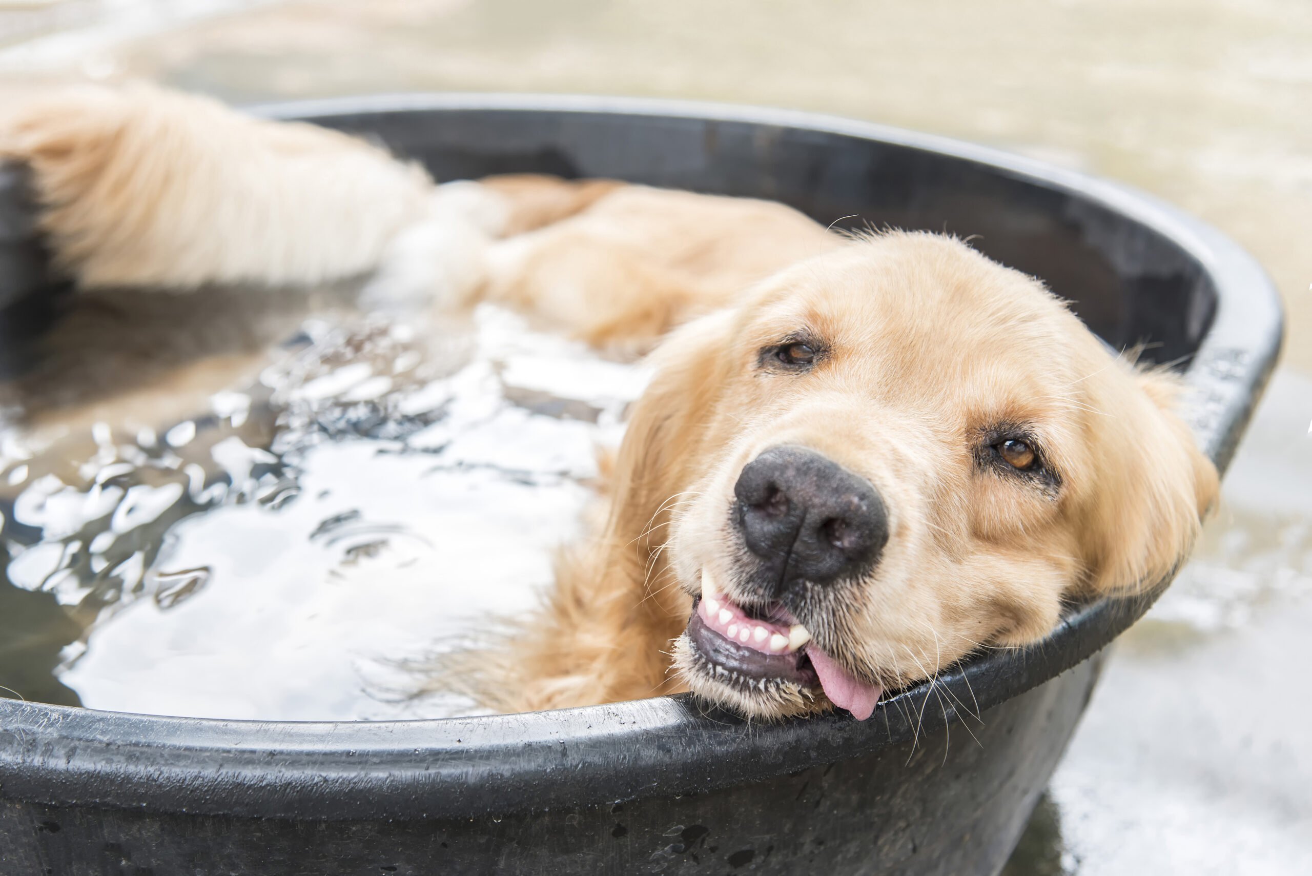 Heatstroke in Dogs and Cats